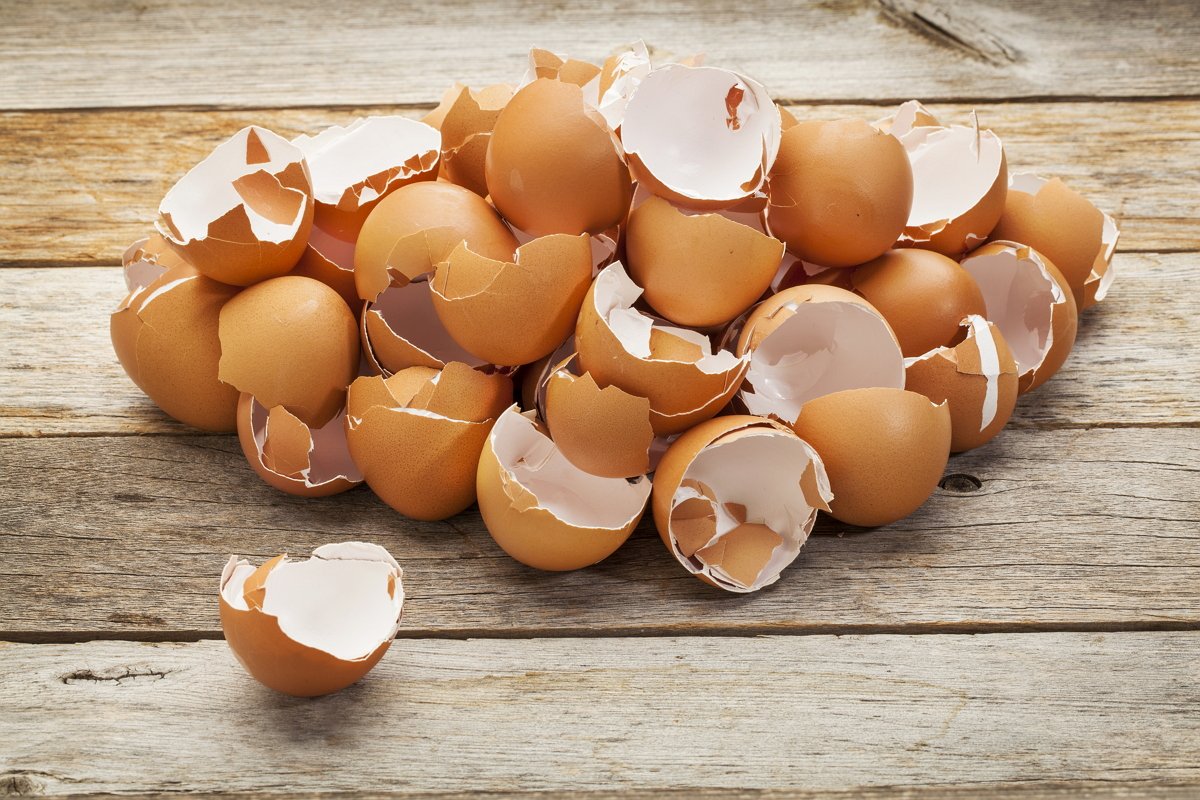 Eggshell